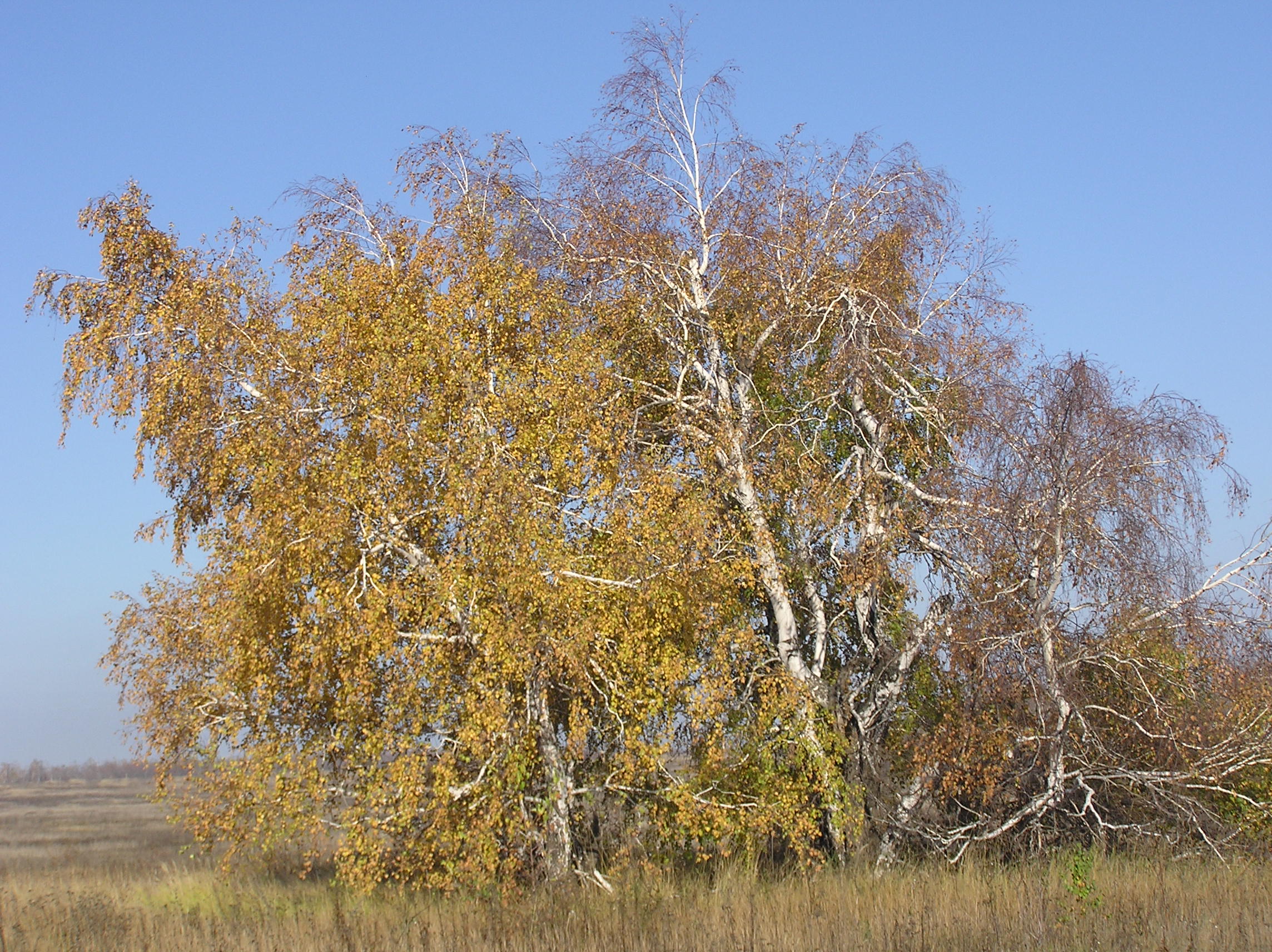 Abedul plateado con hojas de otoño en un campo cerca de Sarátov, Rusia