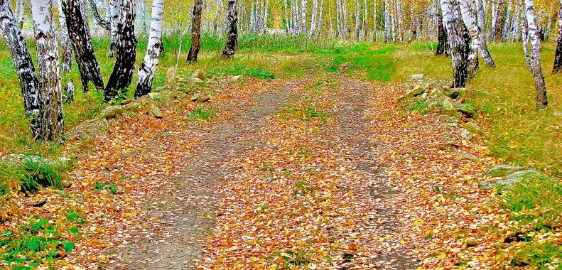 Camino cubierto de hojas caídas entre abedules amarillos en un bosque de otoño